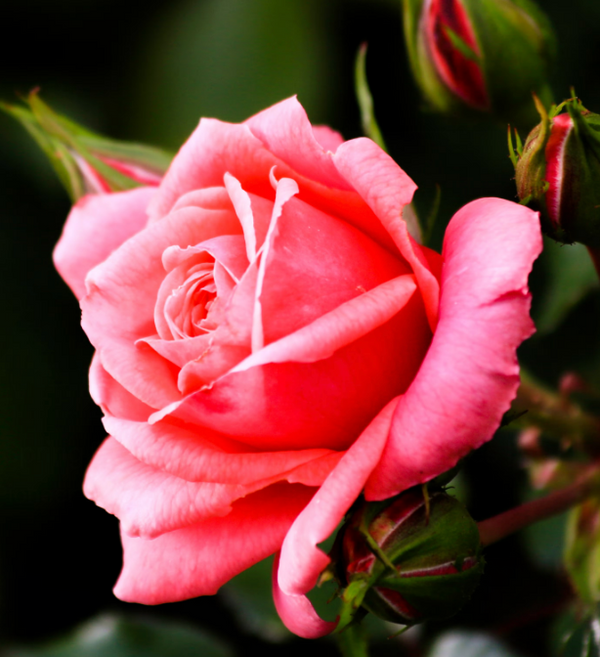 About flower